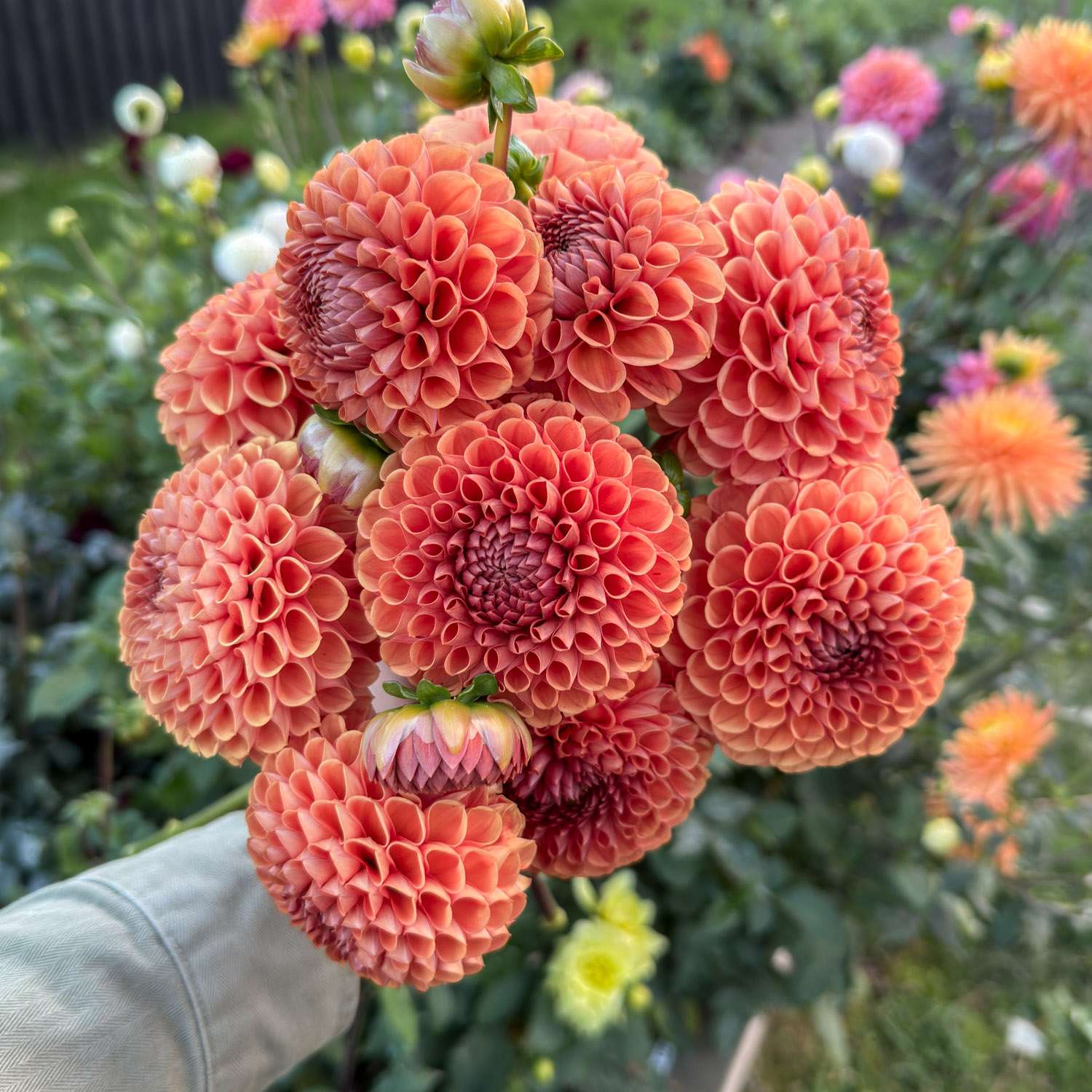 Dahlie 'Cornel Brons'